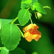 Orange Jewelweed Dfl1221 Poster