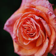 Orange Pink Splash Rose Poster