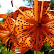 Orange Tiger Lily Poster