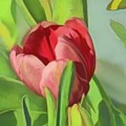 Orange Tulip In Watercolor Poster