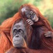 Orangutans Painting Poster