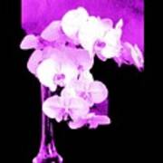 Orchid  Orchids By Viva Poster