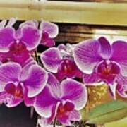 Orchids 2 Poster