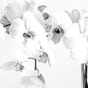 Orchids Mostlywhite Poster