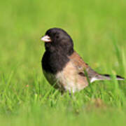 Oregon Dark-eyed Junco Poster