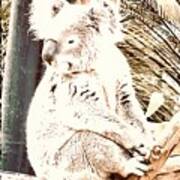 Original Koala Bear Poster