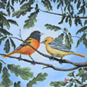 Oriole Birds On White Oak Tree Poster