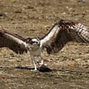 Osprey And Its Catch Poster