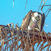 Osprey At Lunch Poster