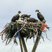 Osprey Take Out Dining Poster