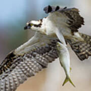 Osprey With A Huge Fish Poster