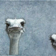 Ostriches Poster
