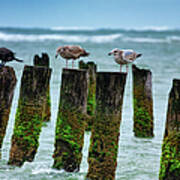 Outer Banks Birds Taking A Break Poster