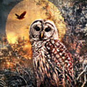 Owl In Moonlight Poster