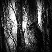 Owl In The Forest In Black And White Poster