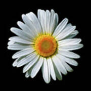 Oxeye Daisy On Black Poster