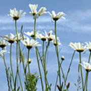 Oxeye Daisy's Poster
