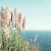 Pacific Sea And Pampas Grass Poster