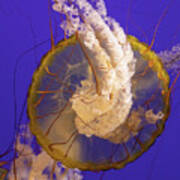 Pacific Sea Nettle Poster
