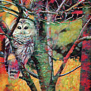 Painted Owl Poster