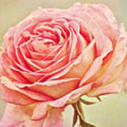 Painted Pink Antique Rose Poster