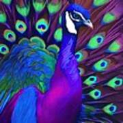 Painting Peacock Art 56y Peacock Feather Beautifu Poster