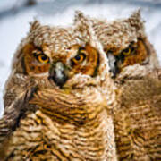 Pair Of Owls Poster