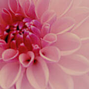 Pale Pink Dahlia Poster