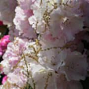 Pale Pink Rhododendron Flowers 1 Poster