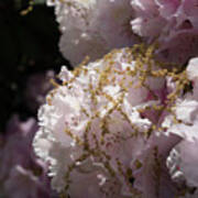 Pale Pink Rhododendron Flowers 2 Poster