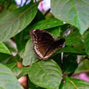 Pale Spotted Swallowtail Butterfly Poster