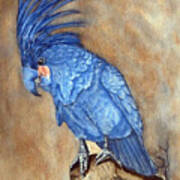 Palm Cockatoo Blue Poster