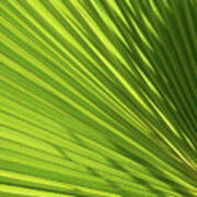 Palm Leaf With Light And Shadow 2 Poster