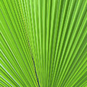 Palm Tree Green Leaf Natural Pattern Poster