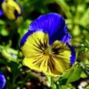 Pansy Beauty Poster