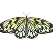 Paper Kite Butterfly Poster