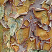 Paperbark Maple Tree Poster