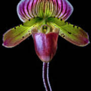 Paphiopedilum Delite Poster