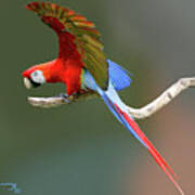 Parrot On A Limb Poster