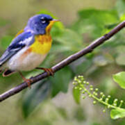 Parula Perch Poster