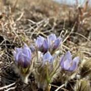 Pasque Flower On The Seven Sisters Poster