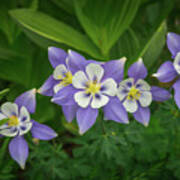 Pass Creek Columbines Poster