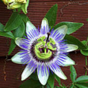 Passion Flower Beauty Poster