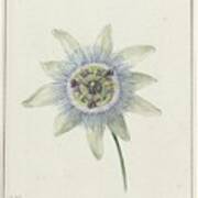 Passion Flower, Jean Bernard, C. 1825 Poster