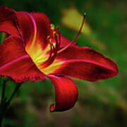 Passion For Red Daylily Poster