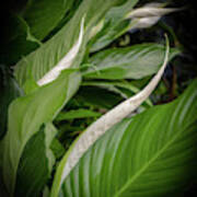 Peace Lily Poster