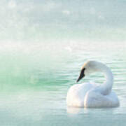 Peaceful Pastel Teal Morning Swan Poster