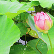 Peaceful Pink Water Lily Poster