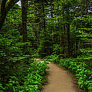 Peaceful Trail On Roan Mountain Poster