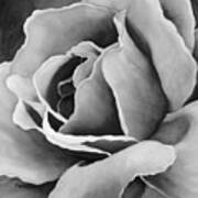 Peach Rose In Black And White Poster